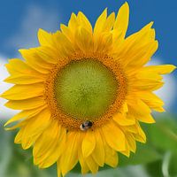 Sonnenblume mit Hummel