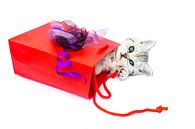 Kitten in rood cadeautasje met paarse strik van Ben Schonewille thumbnail