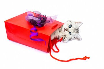 Kitten in rood cadeautasje met paarse strik