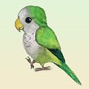 Schattige papegaai van Bianca Wisseloo thumbnail