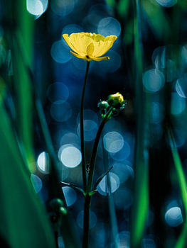 Macro botanique avec bokeh bleu | Renoncule et fourmi