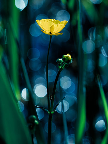 Botanische Makroaufnahme mit blauem Bokeh | Butterblume und Ameise