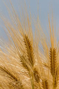 Graan in het zonlicht sur ton vogels