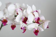 Orchidée par Karina Baumgart Aperçu