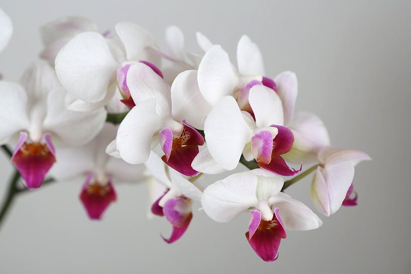Orchidée par Karina Baumgart