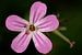 Photo macro de la fleur de cigogne douce sur Joost Adriaanse