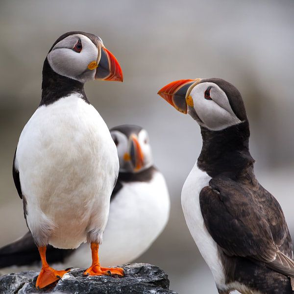 Puffins par Aland De Wit