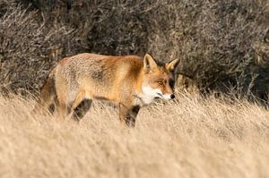 Curious! by Robert Kok