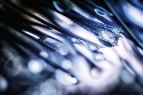 Druppels in het blauwe licht