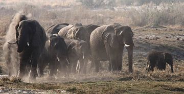 Bain de poussière des éléphants sur Petervanderlecq