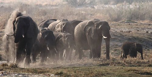 Elephants dust bath