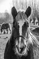 Portret van een paard