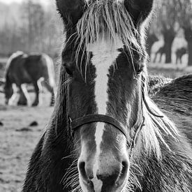 Portret van een paard van Geert van der Sanden