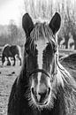 Portret van een paard van Geert van der Sanden thumbnail