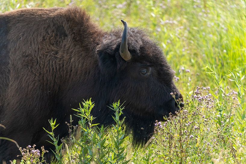 Bison in Custer State Park, South Dakota, USA by Jeroen van Deel