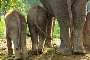 Olifanten in Nepal van Gert-Jan Siesling