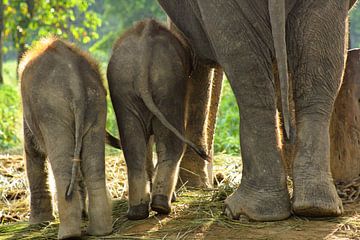 Olifanten in Nepal van Gert-Jan Siesling
