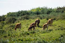 Cows grazing on the French coast by Fabian H