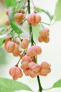 Fuseau avec des fruits roses | Photographie de nature