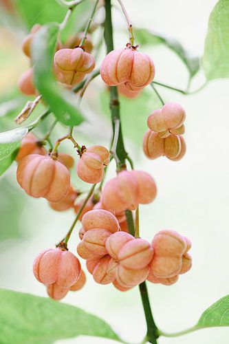 Kardinaalsmuts met roze vruchten | Natuur fotografie