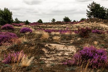 Heide in bloei van Vincent Keizer