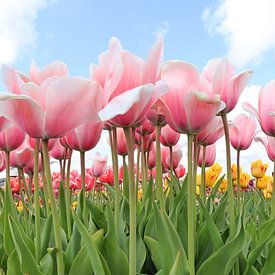 Roze/Witte Tulpen uit de Bollenstreek van Rasit's Photo's