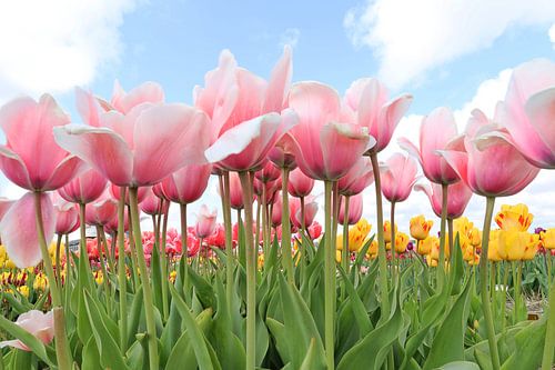 Rosa/weiße Tulpen aus der Zwiebelregion
