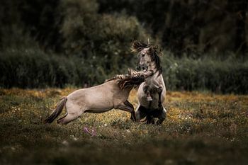 Paarden in Botsing Oerkracht op het Veld