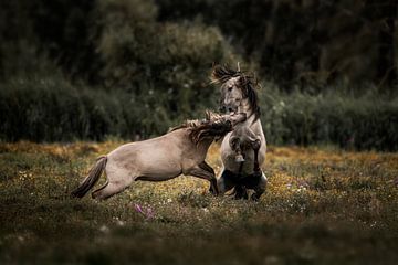 Pferde im Zusammenstoß Urgewalt auf dem Feld von Femke Ketelaar