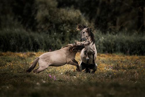 Pferde im Zusammenstoß Urgewalt auf dem Feld