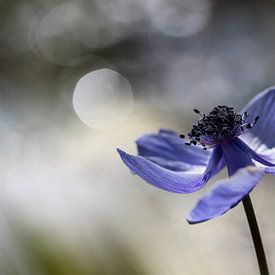 Anemone von Niek Goossen