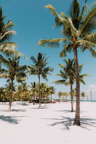 Tropical Paradise: Palm trees on a White Sandy Beach under Bright Blue Sky