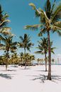 Tropisch Paradijs: Palmbomen op een Wit Zandstrand onder Helderblauwe Hemel van Troy Wegman thumbnail