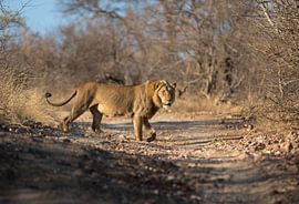 Lion South Africa by Eveline van Beusichem