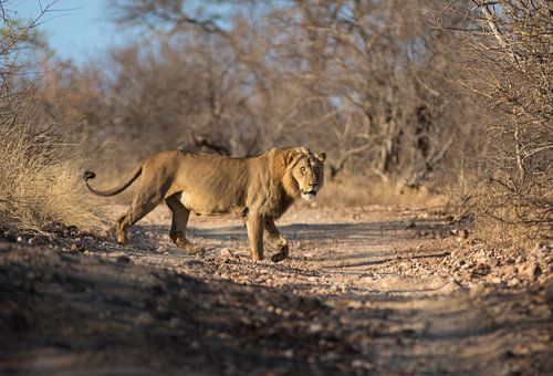 Lion Afrique du Sud