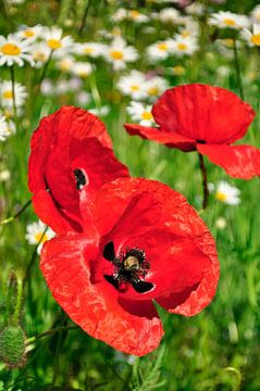 Coquelicots rouges sur Corinne Welp