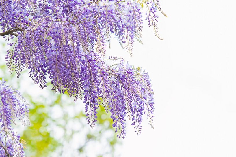 Printemps par Francis Dost