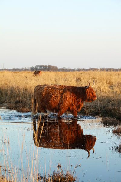 Un montagnard écossais marche dans l'eau par Dian Poppen