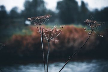 Rust in de Herfststilte van Ilona Water
