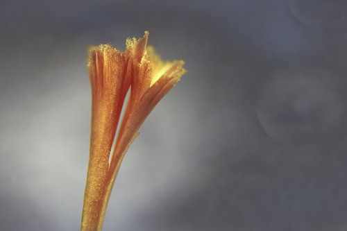 krokus