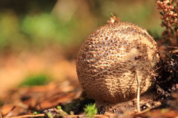 Herfst paddenstoel boleet van Bobsphotography