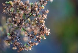 detail photo by Lizette de Jonge