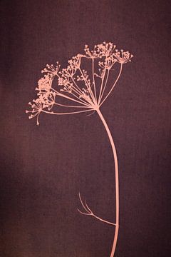Botanical print of an umbellifer on burgundy red