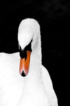 White swan by Jeanet Francke