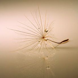 Peluche fragile avec gouttes. sur Alie Ekkelenkamp