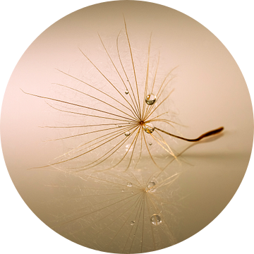 Fragiele pluis met druppels.