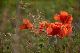 Coquelicots dorés clairs sur Kimfaesdesign