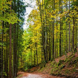 Autumn forest Garmisch-Partenkirchen by Tim Lee Williams