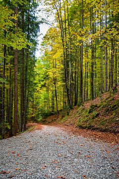 Herbstwald Garmisch-Partenkirchen von Tim Lee Williams