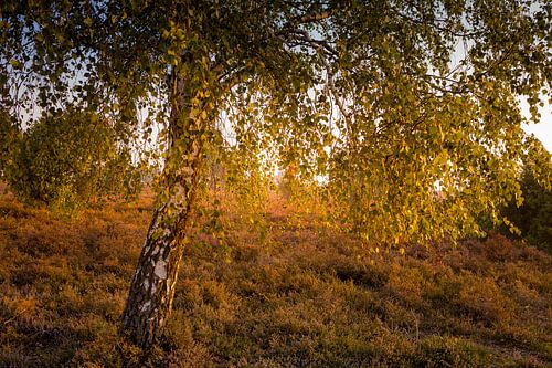 De zon verlicht de boom en de heide op de Archemerberg